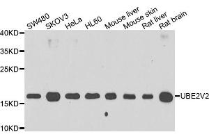 Western blot analysis of extracts of various cell lines, using UBE2V2 antibody.