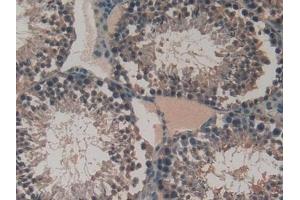 Detection of VEGFC in Mouse Testis Tissue using Polyclonal Antibody to Vascular Endothelial Growth Factor C (VEGFC) (VEGFC 抗体  (AA 108-223))