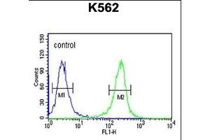 MTMRF Antibody (N-term) (ABIN651440 and ABIN2840242) flow cytometric analysis of K562 cells (right histogram) compared to a negative control cell (left histogram). (FAN1 抗体  (N-Term))