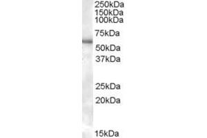 Image no. 2 for anti-Purinergic Receptor P2X, Ligand-Gated Ion Channel, 4 (P2RX4) (C-Term) antibody (ABIN334455)