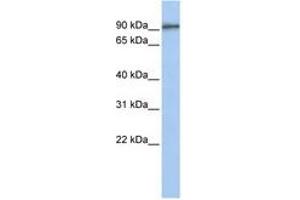 Image no. 1 for anti-G-2 and S-Phase Expressed 1 (GTSE1) (C-Term) antibody (ABIN6740768)