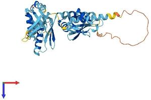 AlphaFold protein structure predicition of Human Recombinant RBM43 Protein, UniprotID Q6ZSC3