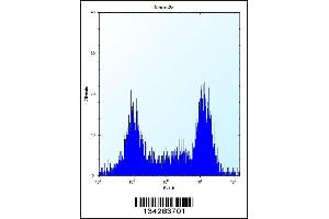 Flow cytometric analysis of Neuro-2a cells (right histogram) compared to a negative control cell (left histogram). (TGIF2 抗体  (C-Term))