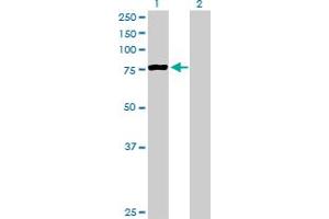 Western Blot analysis of PCCA expression in transfected 293T cell line by PCCA MaxPab polyclonal antibody. (PCCA 抗体  (AA 1-703))