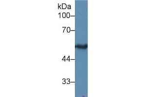 Western Blot; Sample: Rat Skin lysate; Primary Ab: 2µg/ml Rabbit Anti-Human KRT15 Antibody Second Ab: 0.