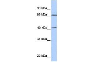 WB Suggested Anti-GLA Antibody Titration: 0. (GLA 抗体  (N-Term))