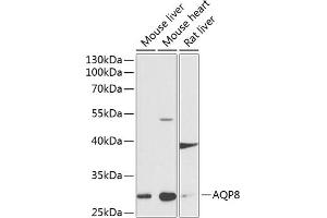 Western blot analysis of extracts of various cell lines, using  antibody (ABIN6133587, ABIN6137053, ABIN6137054 and ABIN6224632) at 1:1000 dilution. (Aquaporin 8 抗体  (AA 50-150))
