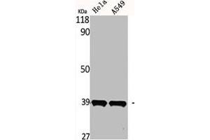 Western Blot analysis of HELA A549 cells using MEL-1B-R Polyclonal Antibody (Melatonin Receptor 1B 抗体  (C-Term))