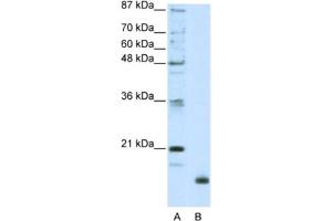 Western Blotting (WB) image for anti-Ribosomal Protein L32 (RPL32) antibody (ABIN2462057) (RPL32 抗体)