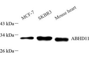 Western blot analysis of ABHD11 (ABIN7072873) at dilution of 1: 1000 (ABHD11 抗体)