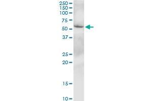 SLC38A3 MaxPab polyclonal antibody. (SLC38A3 抗体  (AA 1-504))