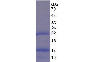 SDS-PAGE analysis of Pig BMP4 Protein. (BMP4 蛋白)