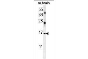 Western blot analysis in mouse brain tissue lysates (35ug/lane). (Ensa 抗体  (AA 39-66))