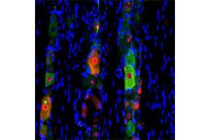 IF on rat trigeminal using Mouse monoclonal antibody to rat p75NTR (ABIN350707) at a concentration of 10 µg/ml (green), Rabbit antibody to internal part of cFos (c-fos): whole serum (ABIN350207) at 1 : 500 dilution and DAPI counterstained appearing in blue. (NGFR 抗体)