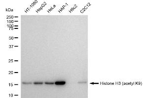 Western blotting analysis using Histone H3 (acetyl K9) antibody (ABIN7798973). (Recombinant Histone 3 抗体  (H3K9ac))
