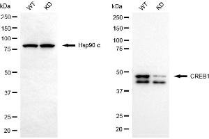 Western blotting analysis using CREB1 antibody (ABIN7797857).