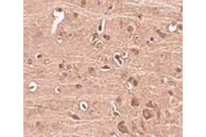 Immunohistochemistry of Gle1 in mouse brain tissue with Gle1 antibody at 2. (GLE1 抗体  (C-Term))