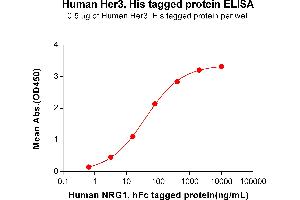 ELISA plate pre-coated by 2 μg/mL (100 μL/well) Human HER3, His tagged protein (ABIN6961140) can bind Human NRG1, hFc tagged protein(ABIN6964402) in a linear range of 3. (ERBB3 Protein (His tag))