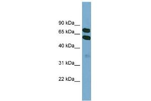 WB Suggested Anti-KLHL9 Antibody Titration: 0. (KLHL9 抗体  (Middle Region))