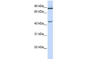 WB Suggested Anti-MCM9 Antibody Titration:  0. (MCM9 抗体  (N-Term))