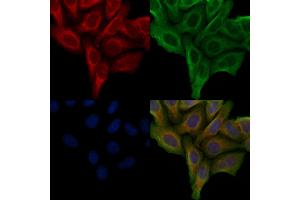 ABIN6257215 and ABIN6276011 staining Hela cells by IF/ICC. (GPR142 抗体  (Internal Region))