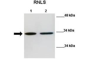 WB Suggested Anti-Rnls Antibody  Positive Control: Lane 1:441 µg Mouse N2a cell lysate Lane 2: 041 µg Mouse N2a cell lysate Primary Antibody Dilution: 1:000Secondary Antibody: Anti-rabbit-HRP Secondry  Antibody Dilution: 1:0500Submitted by: Nitish R Mahapatra, IIT Madras (RNLS 抗体  (Middle Region))