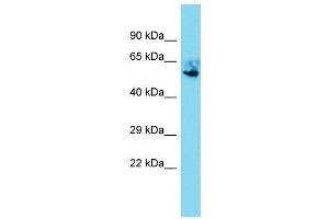 Host:  Rabbit  Target Name:  Nr5a1  Sample Type:  Mouse Lung lysates  Antibody Dilution:  1.