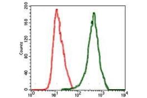 Flow cytometric analysis of MCF-7 cells using RAF1 mouse mAb (green) and negative control (red). (RAF1 抗体)