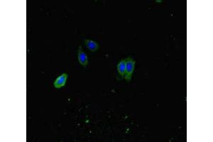 Immunofluorescent analysis of HepG2 cells using ABIN7163366 at dilution of 1:100 and Alexa Fluor 488-congugated AffiniPure Goat Anti-Rabbit IgG(H+L) (ATP8A1 抗体  (AA 448-545))