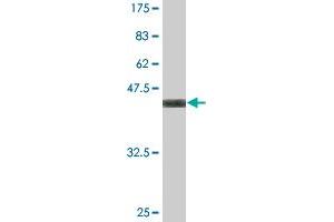 Western Blot detection against Immunogen (37. (WDR5 抗体  (AA 16-120))
