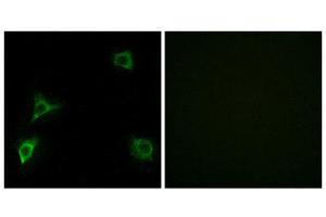 Immunofluorescence (IF) image for anti-Glutamate Receptor, Ionotropic, delta 2 (GRID2) (C-Term) antibody (ABIN1850390) (GRID2 抗体  (C-Term))