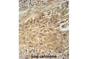 Immunohistochemistry (IHC) image for anti-Cyclin M4 (CNNM4) antibody (ABIN3002338) (CNNM4 抗体)