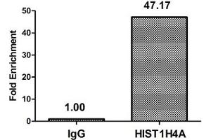 Chromatin Immunoprecipitation Hela (4*10 6 , treated with 30 mM sodium butyrate for 4h) were treated with Benzanase, sonicated, and immunoprecipitated with 5 μg anti-HIST1H4A (ABIN7139198) or a control normal rabbit IgG. (HIST1H4A 抗体  (acLys79))