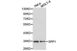 Western Blotting (WB) image for anti-Secreted phosphoprotein 1 (SPP1) antibody (ABIN1874927) (Osteopontin 抗体)