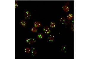 AP32081PU-N LVA Antibody staining at 10 µg/ml (red, AlexaFluor 555) of Drosophila S2 cells, co-stained with MG130 Rabbit antibody (green, AlexaFluor 488). (Lava Lamp 抗体  (Internal Region))