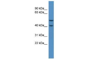 WB Suggested Anti-Fkrp Antibody Titration:  0. (FKRP 抗体  (C-Term))
