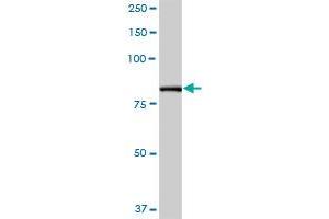 PFKP MaxPab polyclonal antibody. (PFKP 抗体  (AA 1-784))