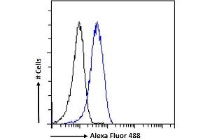 (ABIN185639) Flow cytometric analysis of paraformaldehyde fixed K562 cells (blue line), permeabilized with 0.
