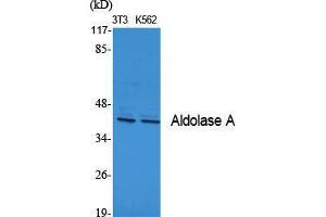 Western Blot (WB) analysis of specific cells using Aldolase A Polyclonal Antibody. (ALDOA 抗体  (N-Term))