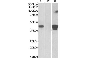 HEK293 lysate (10ug protein in RIPA buffer) overexpressing Human SLAMF8 with C-terminal MYC tag probed with ABIN1590031 (1ug/ml) in Lane A and probed with anti-MYC Tag (1/1000) in lane C. (SLAMF8 抗体  (Internal Region))
