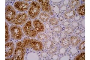 Immunohistochemistry staining of GCPII in porcine kidney by GCP-04 monoclonal antibody. (PSMA 抗体  (AA 44-750))