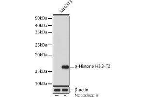 Western blot analysis of extracts of NIH/3T3 cells, using Phospho-Histone H3. (Histone 3 抗体  (pThr3))