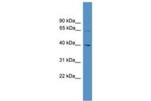 Image no. 1 for anti-WD Repeat Domain 50 (UTP18) (AA 51-100) antibody (ABIN6745312) (UTP18 抗体  (AA 51-100))
