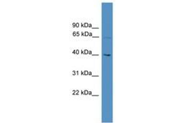 UTP18 antibody  (AA 51-100)