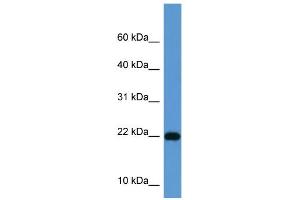 WB Suggested Anti-ISG15 Antibody Titration: 0. (ISG15 抗体  (Middle Region))