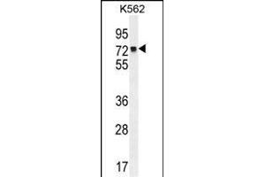 MLH1 Antibody (Center) (ABIN655632 and ABIN2845111) western blot analysis in K562 cell line lysates (35 μg/lane). (MLH1 抗体  (AA 452-480))