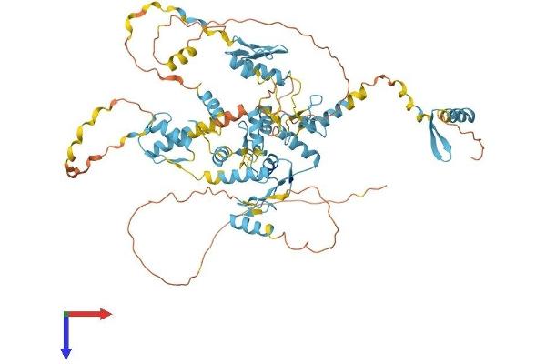 ZNF526 Protein (AA 1-670) (His tag)