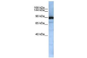 WB Suggested Anti-XPOT  Antibody Titration: 0. (XPOT 抗体  (Middle Region))