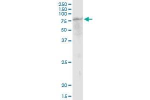 TUBGCP4 MaxPab polyclonal antibody. (TUBGCP4 抗体  (AA 1-666))