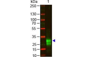 Image no. 1 for Goat anti-Rabbit IgG (F(ab')2 Region) antibody (ABIN301431) (山羊 anti-兔 IgG (F(ab')2 Region) Antibody)